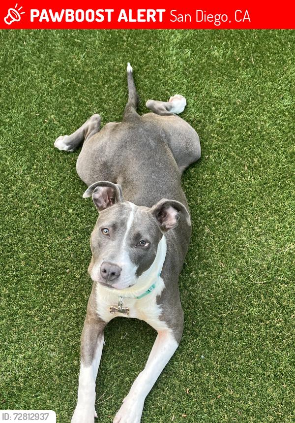 Lost Female Dog last seen Comstock Street, San Diego, CA 92111
