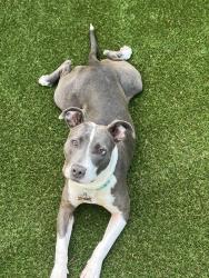 Lost Female Dog last seen Comstock Street, San Diego, CA 92111