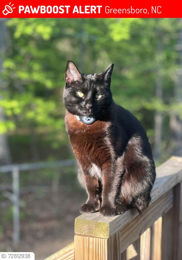 Lost Female Cat last seen glenside dr, Greensboro, NC 27405
