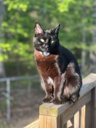 Lost Female Cat last seen glenside dr, Greensboro, NC 27405