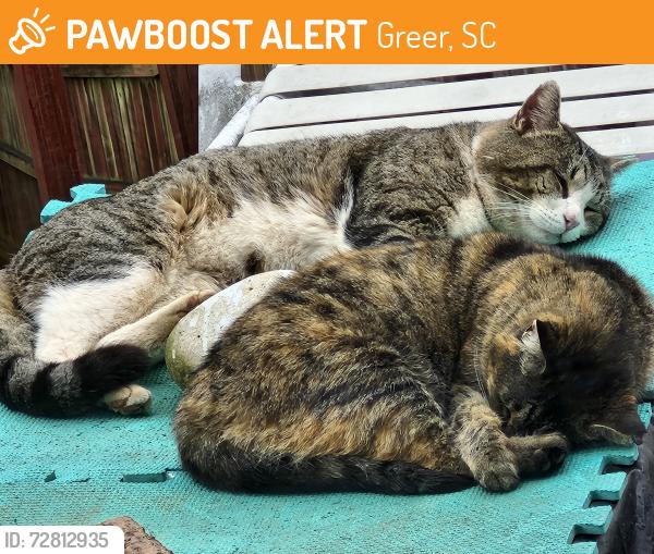 Found/Stray Male Cat last seen North Celestial and Vega, Greer, SC 29651