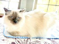 Lost Female Cat last seen Cannonball Trail & Ovrtlook, Yorkville, IL 60560