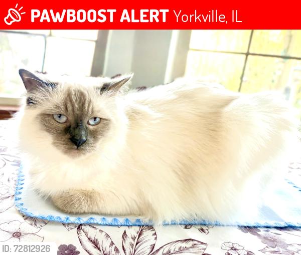 Lost Female Cat last seen Cannonball Trail & Ovrtlook, Yorkville, IL 60560