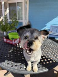 Lost Male Dog last seen San Juan Capistrano mission, San Juan Capistrano, CA 92675
