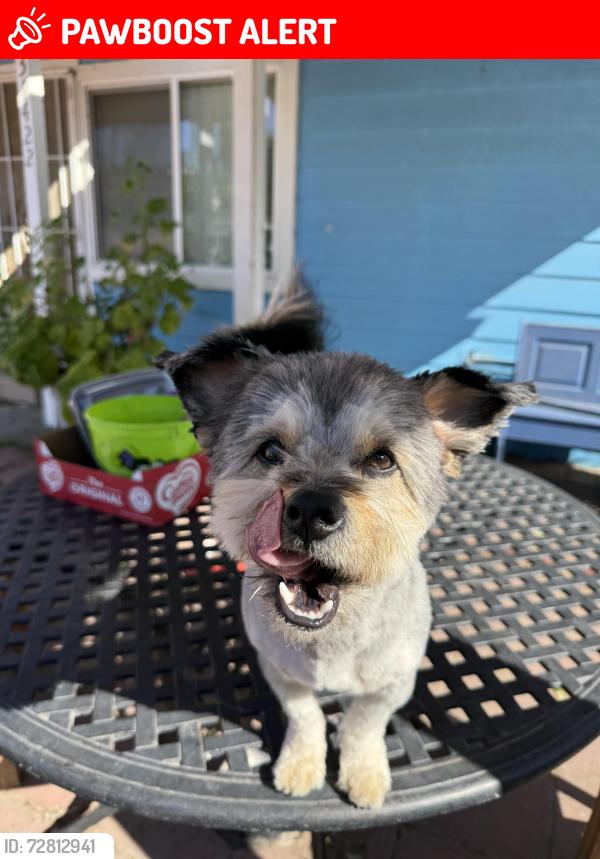 Lost Male Dog last seen San Juan Capistrano mission, San Juan Capistrano, CA 92675