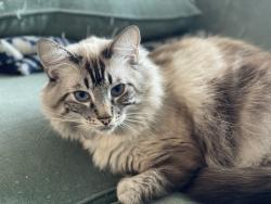 Lost Male Cat last seen E San Lui St, Las Vegas NV and E San Pascual Ave, Las Vegas, NV, Las Vegas, NV 89115