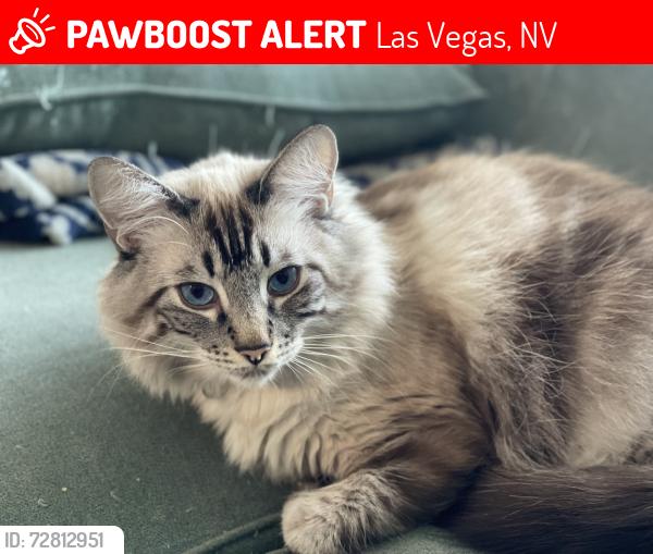 Lost Male Cat last seen E San Lui St, Las Vegas NV and E San Pascual Ave, Las Vegas, NV, Las Vegas, NV 89115