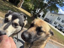 Found/Stray Unknown Dog last seen Rockbridge road, Stone Mountain, GA 30086