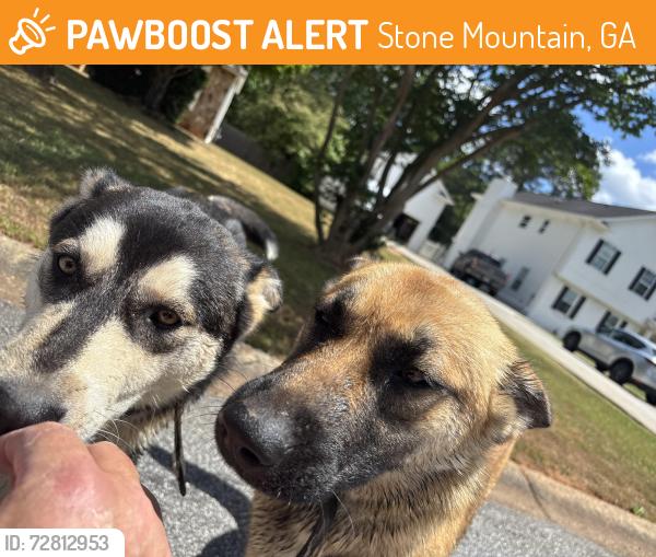 Found/Stray Unknown Dog last seen Rockbridge road, Stone Mountain, GA 30086