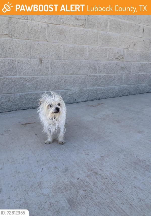 Found/Stray Unknown Dog last seen 66th and Alcove, Lubbock County, TX 79407