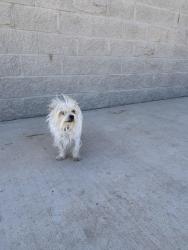 Found/Stray Unknown Dog last seen 66th and Alcove, Lubbock County, TX 79407