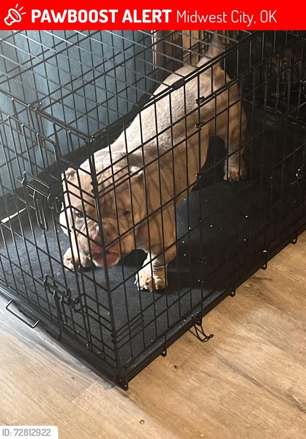 Lost Male Dog last seen Midwest blvd, Midwest City, OK 73110