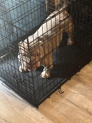 Lost Male Dog last seen Midwest blvd, Midwest City, OK 73110