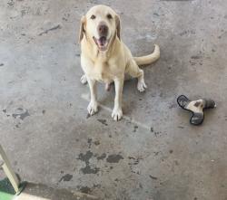 Lost Male Dog last seen Se 15th and Midwest blvd, Midwest City, OK 73130