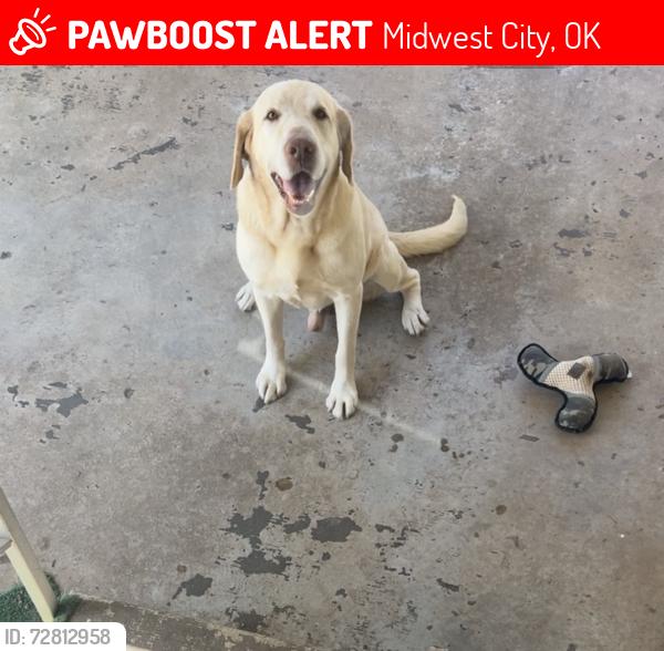 Lost Male Dog last seen Se 15th and Midwest blvd, Midwest City, OK 73130