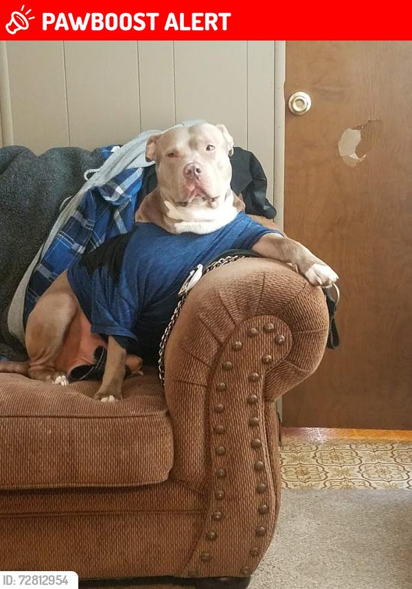 Lost Male Dog last seen Near Fay St. Clarkston MI 48346, Independence Township, MI 48346