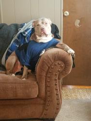 Lost Male Dog last seen Near Fay St. Clarkston MI 48346, Independence Township, MI 48346