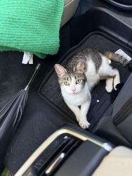 Found/Stray Unknown Cat last seen Susan B Anthony’s , Rochester, NY 14608