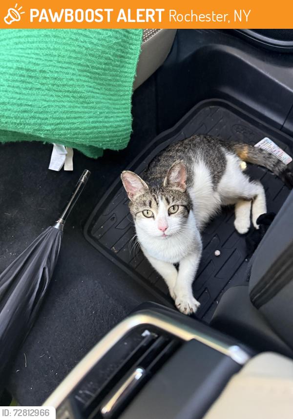 Found/Stray Unknown Cat last seen Susan B Anthony’s , Rochester, NY 14608