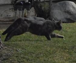 Found/Stray Unknown Cat last seen Brenner Park, Buena Park, CA 90620