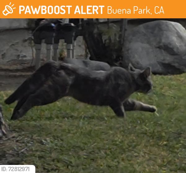 Found/Stray Unknown Cat last seen Brenner Park, Buena Park, CA 90620