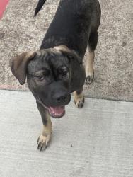 Found/Stray Female Dog last seen Auto zone, Houston, TX 77080