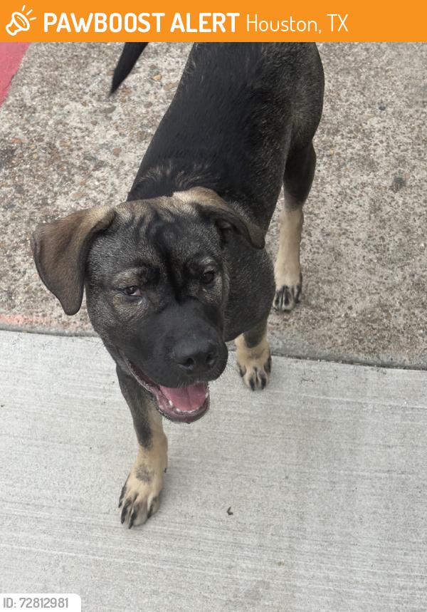 Found/Stray Female Dog last seen Auto zone, Houston, TX 77080