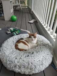 Lost Female Cat last seen Desmond Drive and Scott Cir, Decatur, GA 30033