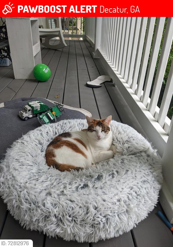 Lost Female Cat last seen Desmond Drive and Scott Cir, Decatur, GA 30033
