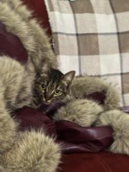 Lost Female Cat last seen Basile st and Washington st, Boston, MA 02131