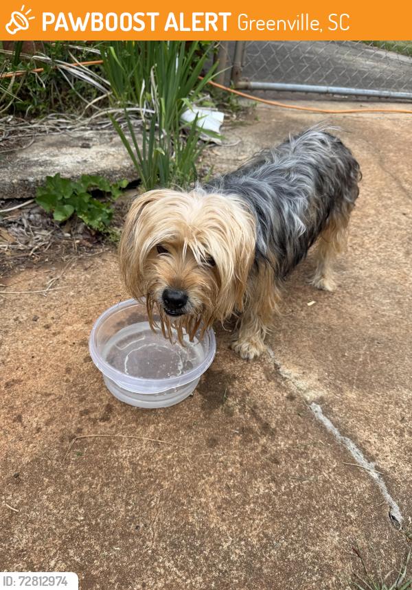 Found/Stray Male Dog last seen CVS - Old Buncombe Road, Greenville, SC , Greenville, SC 29609