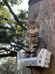 Lost Male Cat last seen Milton elementary , Milton, LA 70558