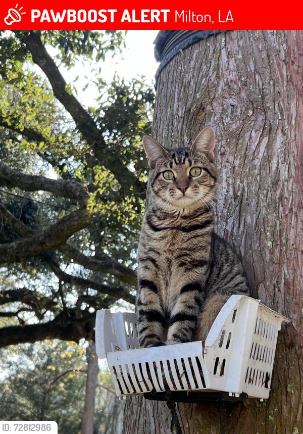 Lost Male Cat last seen Milton elementary , Milton, LA 70558