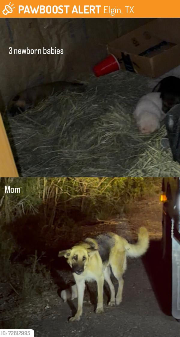 Found/Stray Female Dog last seen Lower Elgin Road (South), Elgin, TX 78621