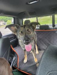 Found/Stray Female Dog last seen Huntington east Middle school, Huntington, WV 25705