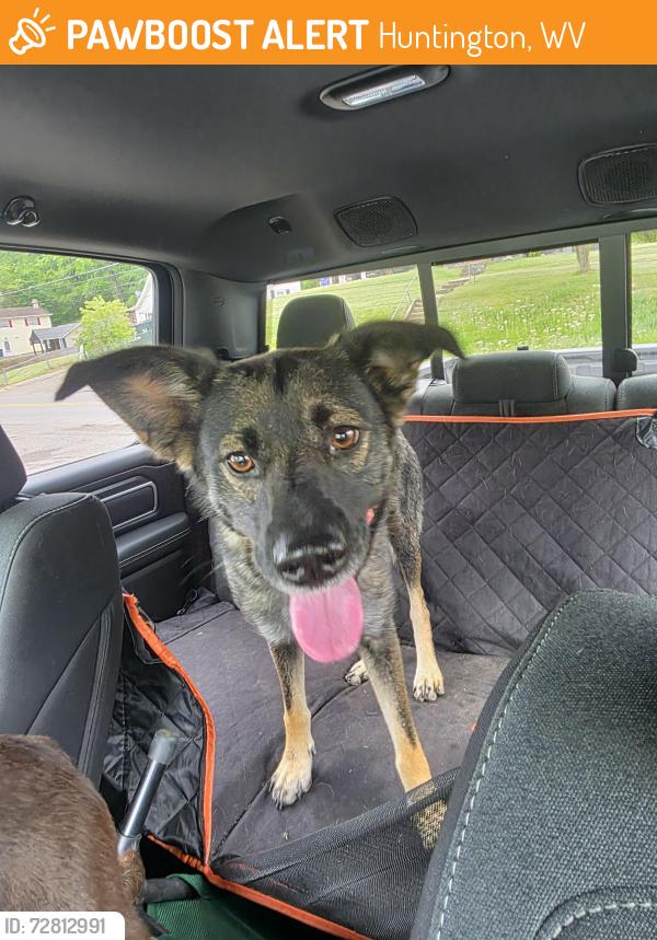 Found/Stray Female Dog last seen Huntington east Middle school, Huntington, WV 25705