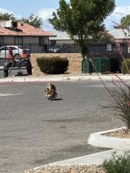 Found/Stray Unknown Dog last seen was near dollar general on navajo rd. and ran behind it, Apple Valley, CA 92307
