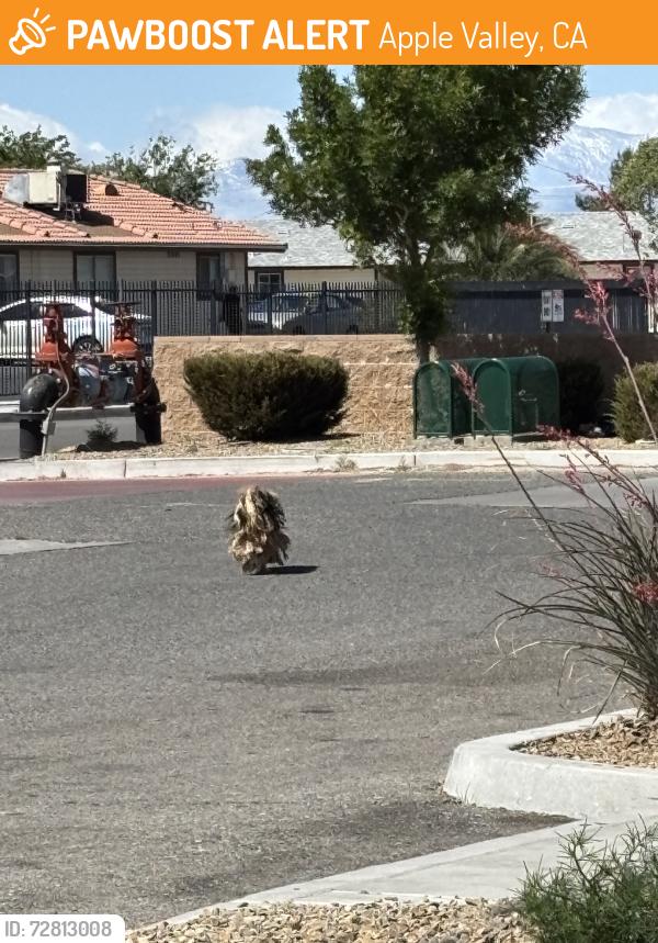 Found/Stray Unknown Dog last seen was near dollar general on navajo rd. and ran behind it, Apple Valley, CA 92307