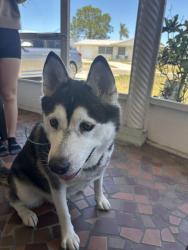 Found/Stray Unknown Dog last seen Darlington rd , Holiday, FL 34691