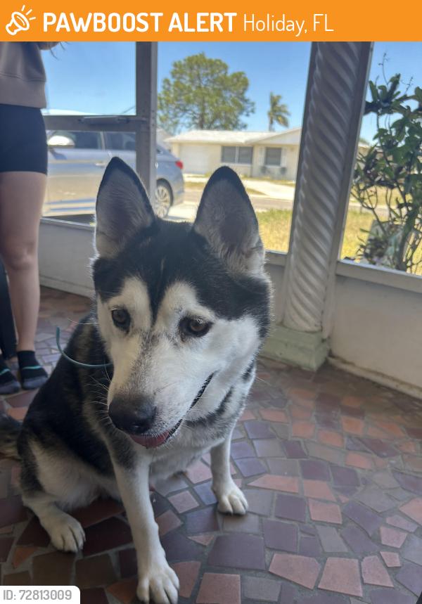 Found/Stray Unknown Dog last seen Darlington rd , Holiday, FL 34691