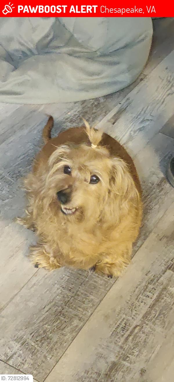 Lost Female Dog last seen Caddie/Arthurs, Chesapeake, VA 23322