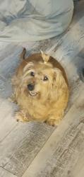Lost Female Dog last seen Caddie/Arthurs, Chesapeake, VA 23322
