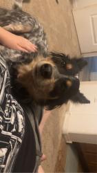 Lost Female Dog last seen Tome vista , El Cerro Mission, NM 87031