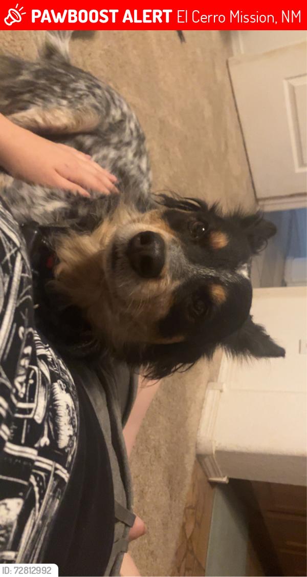 Lost Female Dog last seen Tome vista, El Cerro Mission, NM 87031