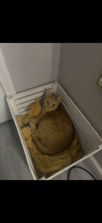 Lost Male Cat last seen ardenwood ct, Trinity, FL 34655