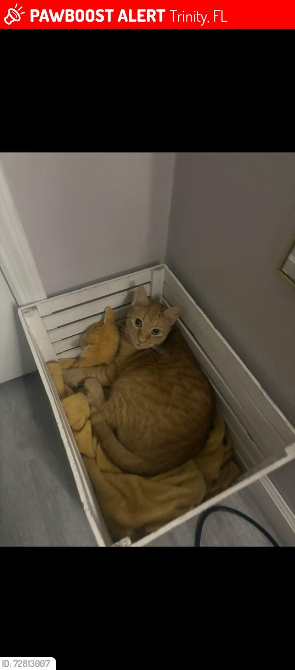Lost Male Cat last seen ardenwood ct, Trinity, FL 34655