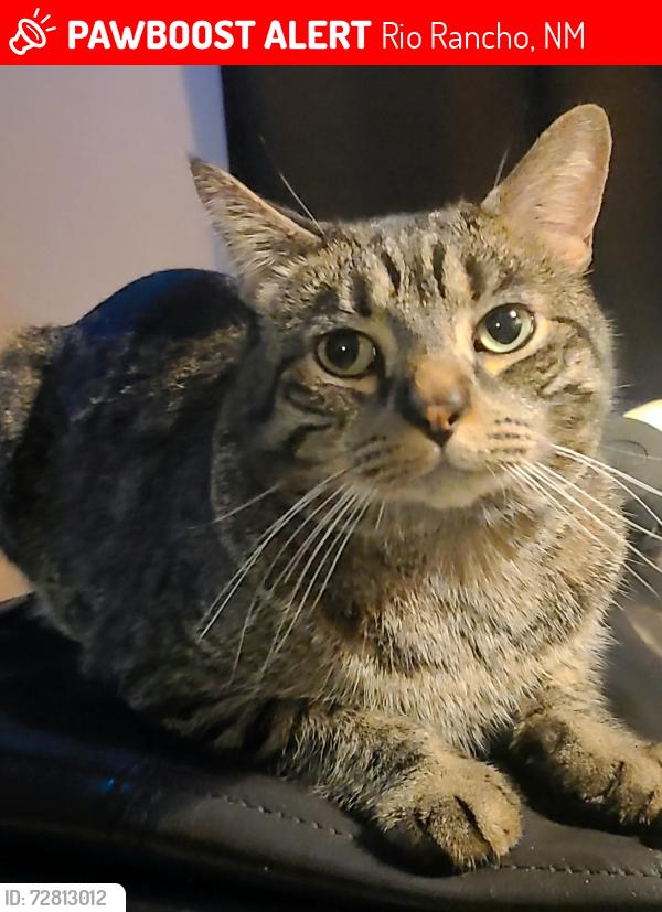 Lost Male Cat last seen Rockaway, Rio Rancho, NM 87124