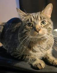 Lost Male Cat last seen Rockaway, Rio Rancho, NM 87124