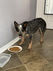 Found/Stray Male Dog last seen Broadway and Kingsley-West Pearland , Pearland, TX 77584