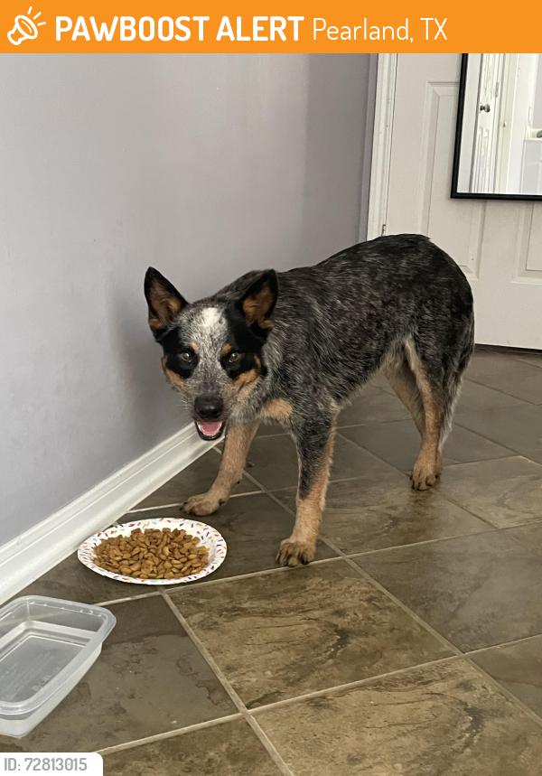 Found/Stray Male Dog last seen Broadway and Kingsley-West Pearland , Pearland, TX 77584